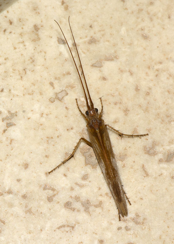 Limnephilidae:  Limnephilus lunatus